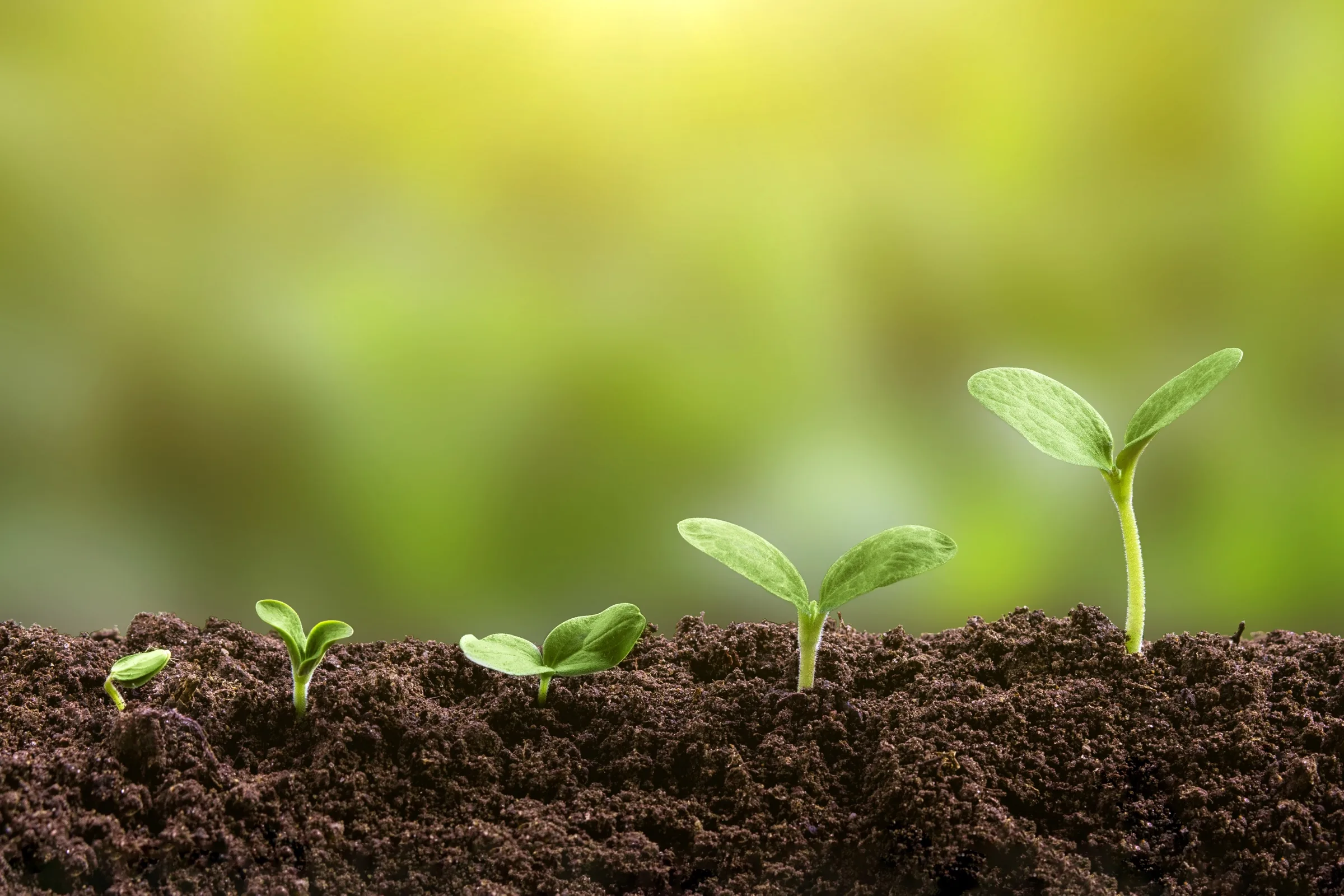 Young green seedlings growing from soil in sunlight